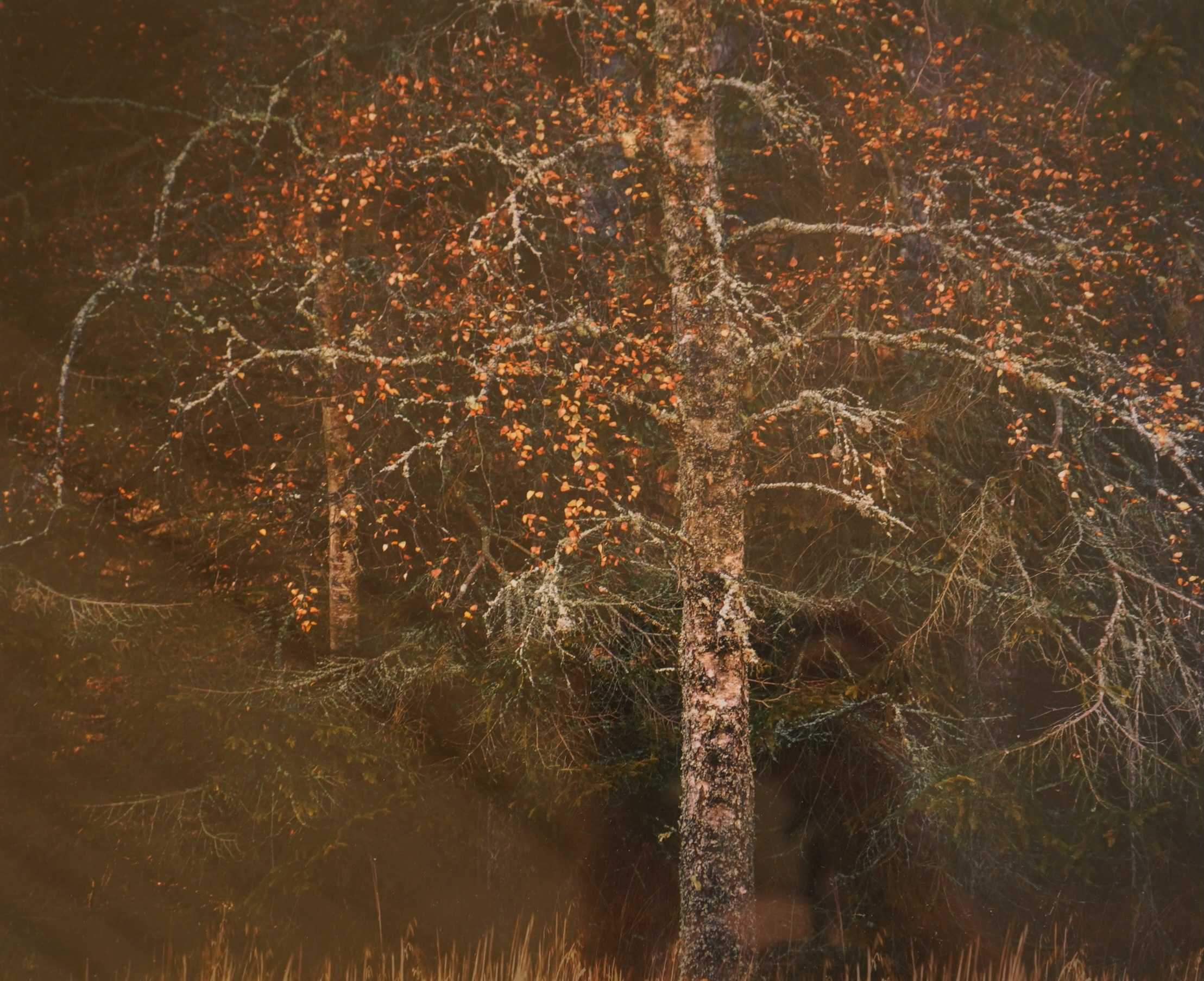 Valda Bailey (contemporary), Still lifes and studies of trees, each signed in pencil / ink and limited edition, seven photographic prints, 25 x 29cm, Provenance: The Tanyards Collection, East Sussex